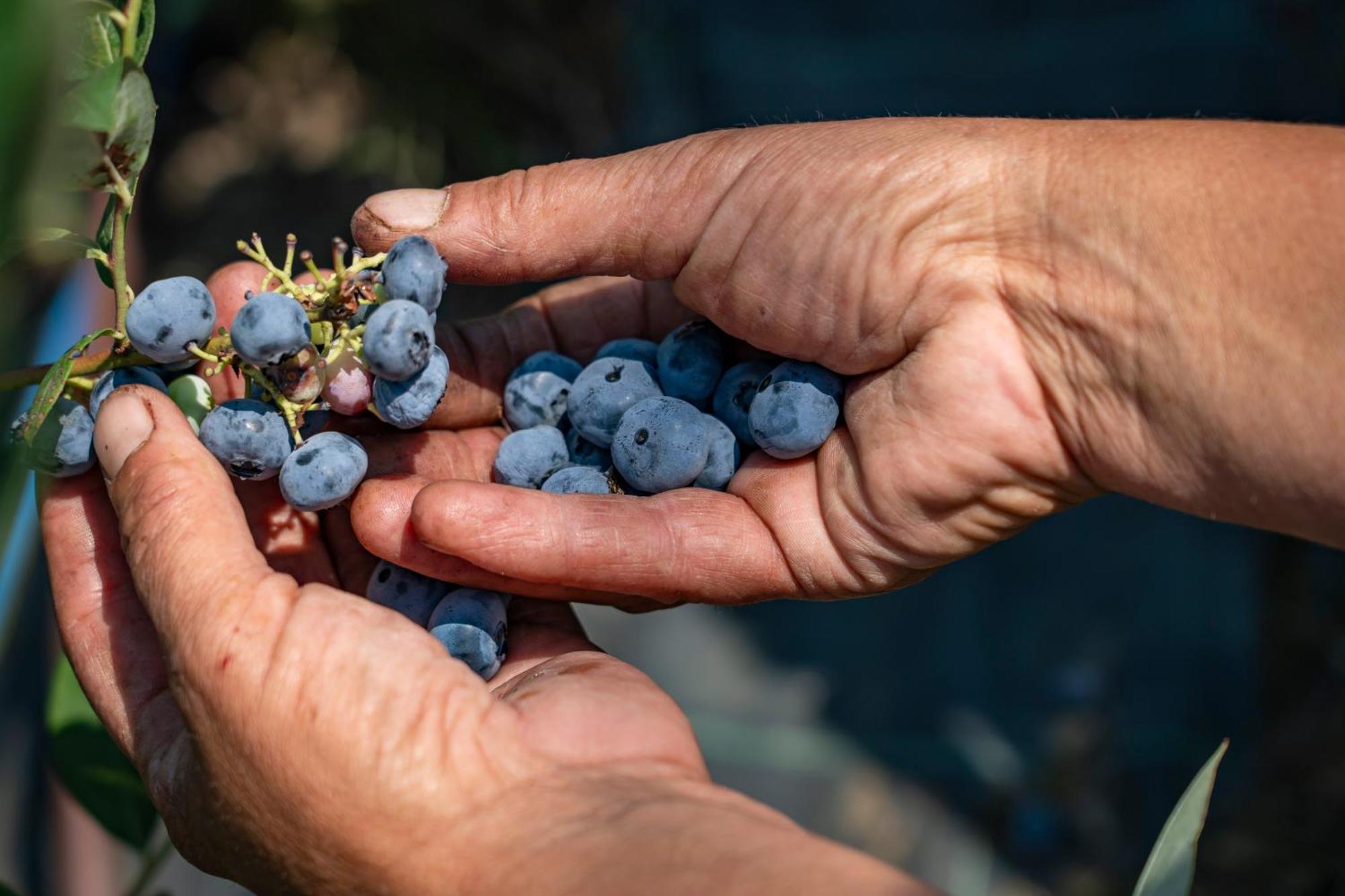 Agriturismo Ca Gianin Vervio 外观 照片